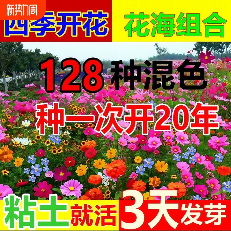 四季花种子除虫菊花种籽子野花组合播种格桑花大全庭院太阳花种孑