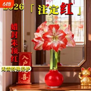 蜡封朱顶红进口花卉重瓣种球礼盒宵花盆栽室内绿植物注定开花花期