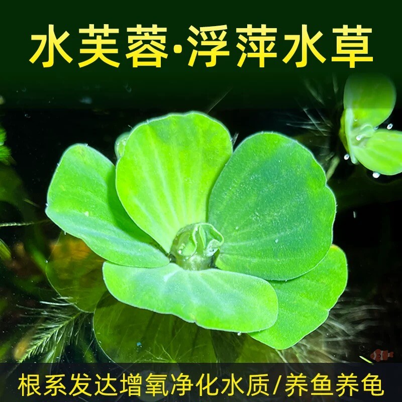 懒人水生水培造景水质植物鱼池活体淡水草养鱼海缸大型水芙蓉增氧