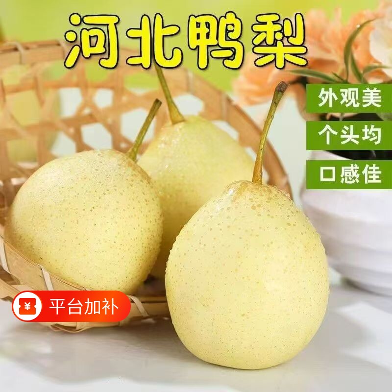 正宗河北鸭梨新鲜水果梨子脆甜多汁酸甜可口当季大果精选