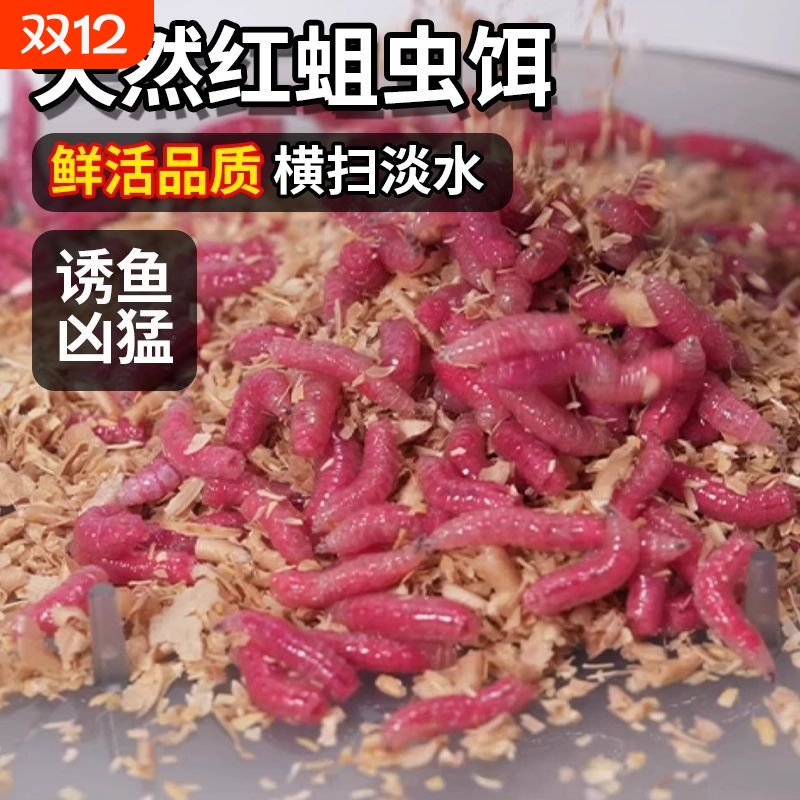 红蛆虫活饵肉蛆昆虫饵钓鱼冬季腥味野钓溪流公鱼石斑鲫鱼饵料红虫