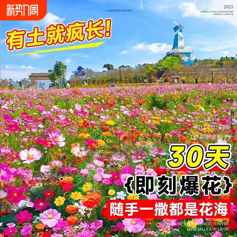 野花组合四季开花种子耐寒花种易活波斯菊花卉室外庭院好养的花籽