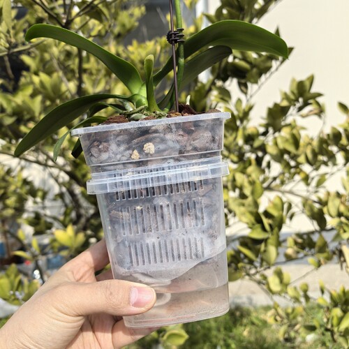 蝴蝶兰套盆透气控根半水培方花盆内外桶搭配套装控根盆桌面阳台