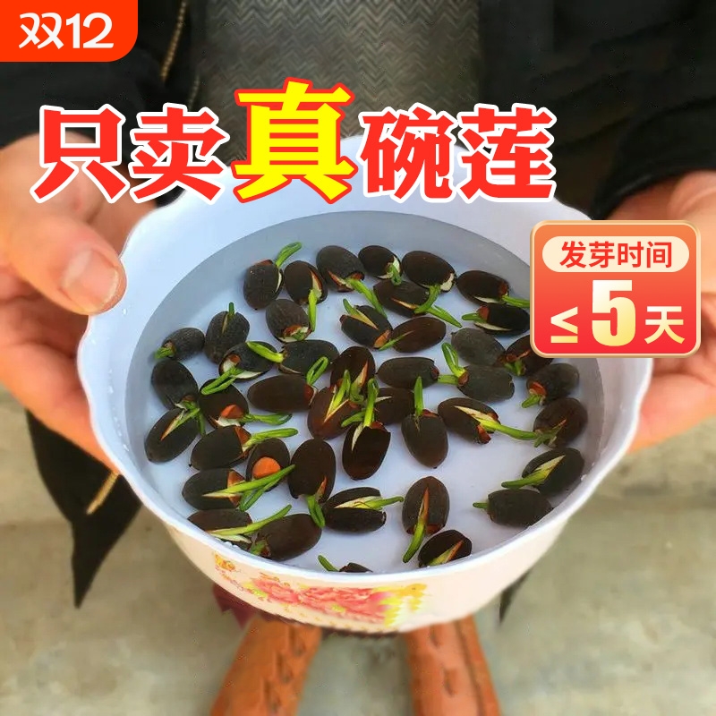 碗莲水培植物种籽子四季开花水生植物室内盆栽睡莲花卉水养