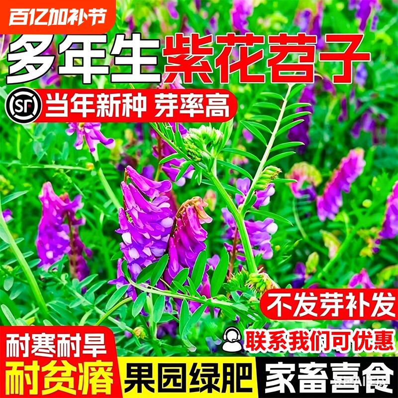 紫花苕种子毛苕子饲用绿肥蜜源箭舌豌豆四季高产牧草耐贫瘠草种籽