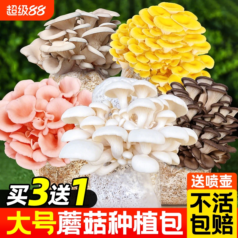 新鲜蘑菇种植包可食用菌种菌包幼儿园儿童家庭新鲜菌棒懒人盆栽