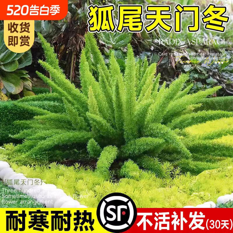 狐尾天门冬盆栽苗阳台庭院花园地栽九尾狐四季常青耐寒好养绿植物