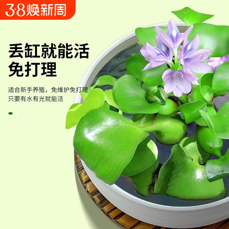 水葫芦水生植物种苗水芙蓉浮萍鱼缸乌龟虾鱼池塘净化造景水质养龟