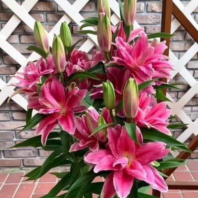 重瓣香水百合花种球盆栽观花植物