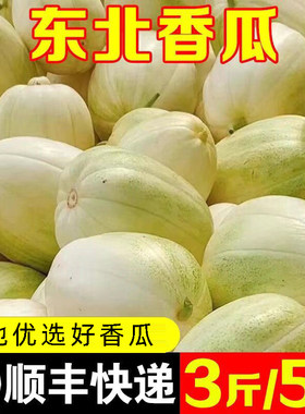 发顺丰东北大地香瓜金妃甜瓜京密自然熟好吃整箱直发新鲜时令脆甜