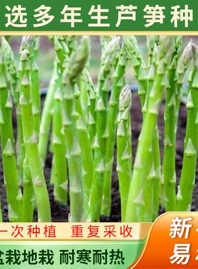 芦笋种根苗阳台庭院花卉绿植盆栽