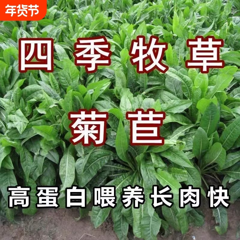 将军菊苣蔬菜种子四季草种籽大叶牧草种子兔鸡鸭鹅鱼喂猪种植耐热