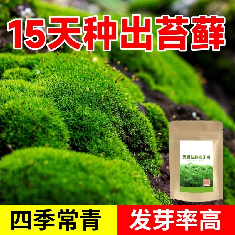 苔藓孢子粉种子上水石吸水石盆景盆栽青苔微景观鲜活植物种籽铺面