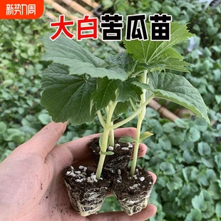 白苦瓜秧苗长白苦瓜带土白长阳台苦瓜苗苦瓜种蔬菜种秧苗白苦瓜