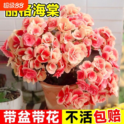 重瓣丽格海棠花盆栽带花客厅天竺葵室内长寿花卉植物阳台四季开花