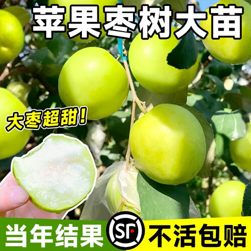 枣树活苗大枣超甜带土球特大号