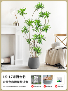 促拍照选货百合竹大盆栽真绿植老桩造型客厅四季 常青大型植物新