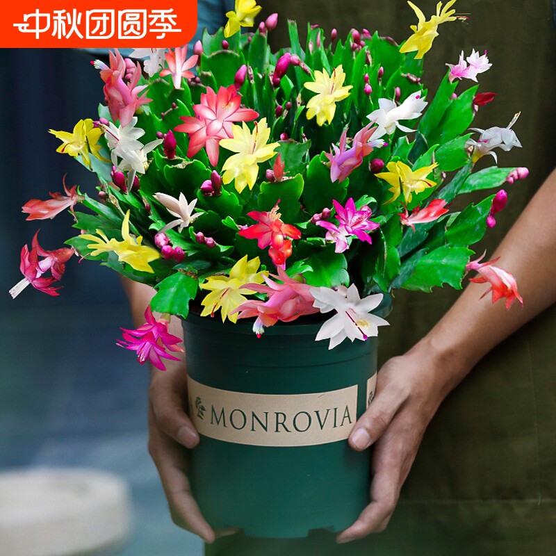 蟹爪兰盆栽带花苞多肉绿植物好养君子兰嫁接蟹爪莲室内四季开花卉										