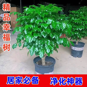 幸福树盆栽室内客厅新家吸甲醛净化空气大绿植办公室四季常青植物