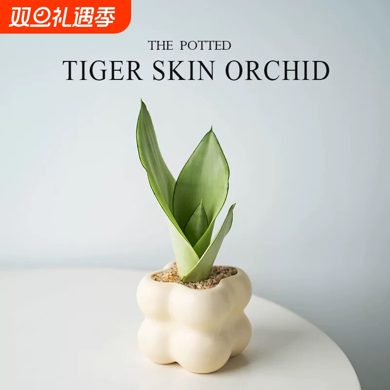 白玉金边虎皮兰室内桌面摆件风绿植高档盆栽好养活植物水培虎尾兰