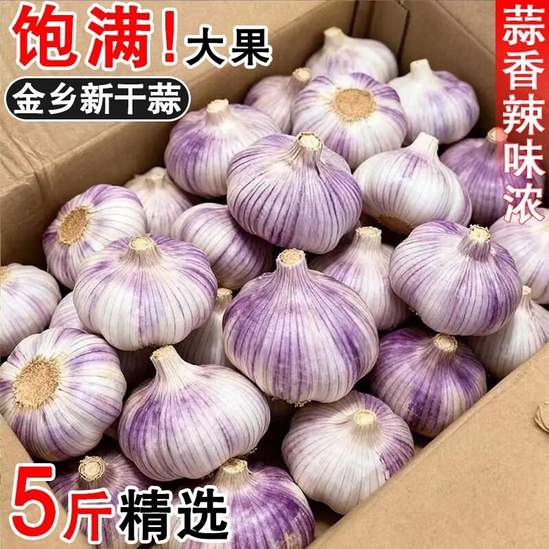 大蒜蒜头2026年金乡新干干紫皮多瓣蒜产地批发价特大果