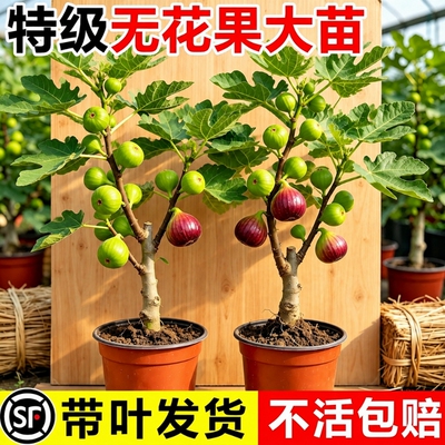 带果无花果树果苗特大果盆栽树苗波姬红四季巴劳树耐寒青皮瑞克
