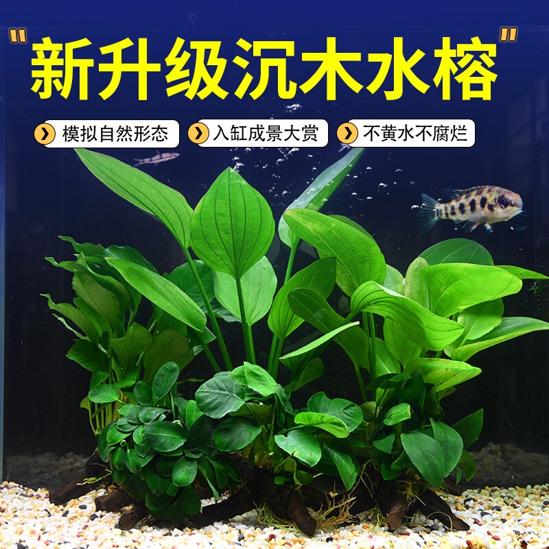 水榕沉木鱼缸水草植物真草水培装饰阴性沉木造景大叶水质沉底皇冠