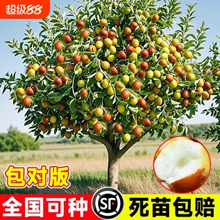 枣树活苗嫁接冬枣超甜特大果树果苗当年结果北方南方大枣庭院地栽