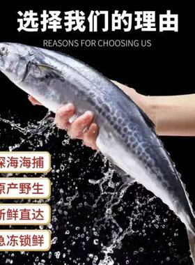 大整条冷冻青花鱼马友鱼海鲜马交鱼批发大鲅鱼新鲜活鲐鲅鱼马鲛鱼