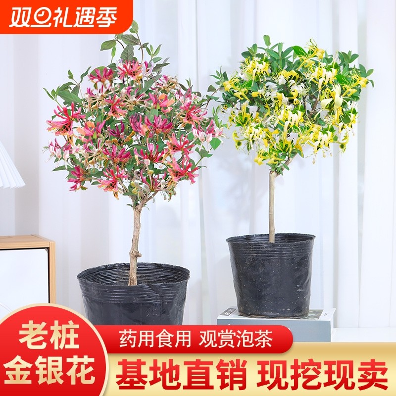 食用金银花树苗盆栽室内客厅植物庭院阳台爬藤花卉盆景