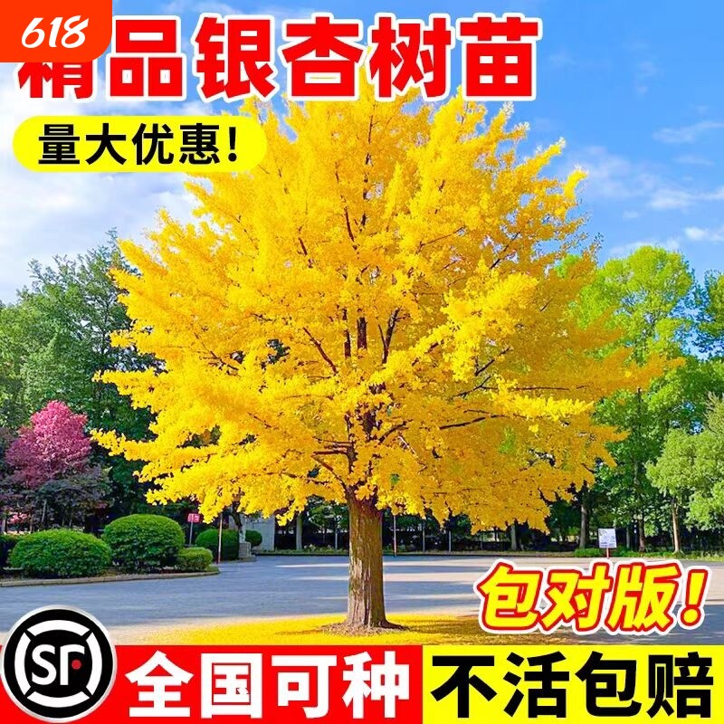 金叶银杏树苗白果活苗庭院别墅绿化苗木行道树银杏大树种植小苗