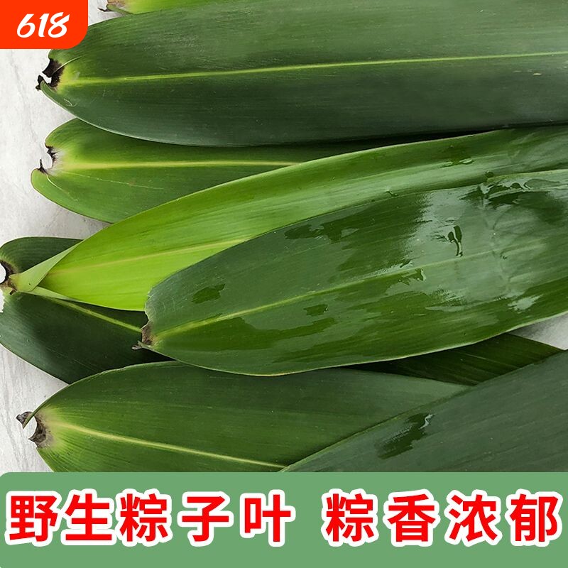 新鲜粽子叶现摘野生特大号芒叶纯天然长款叶子批发特大号粽叶