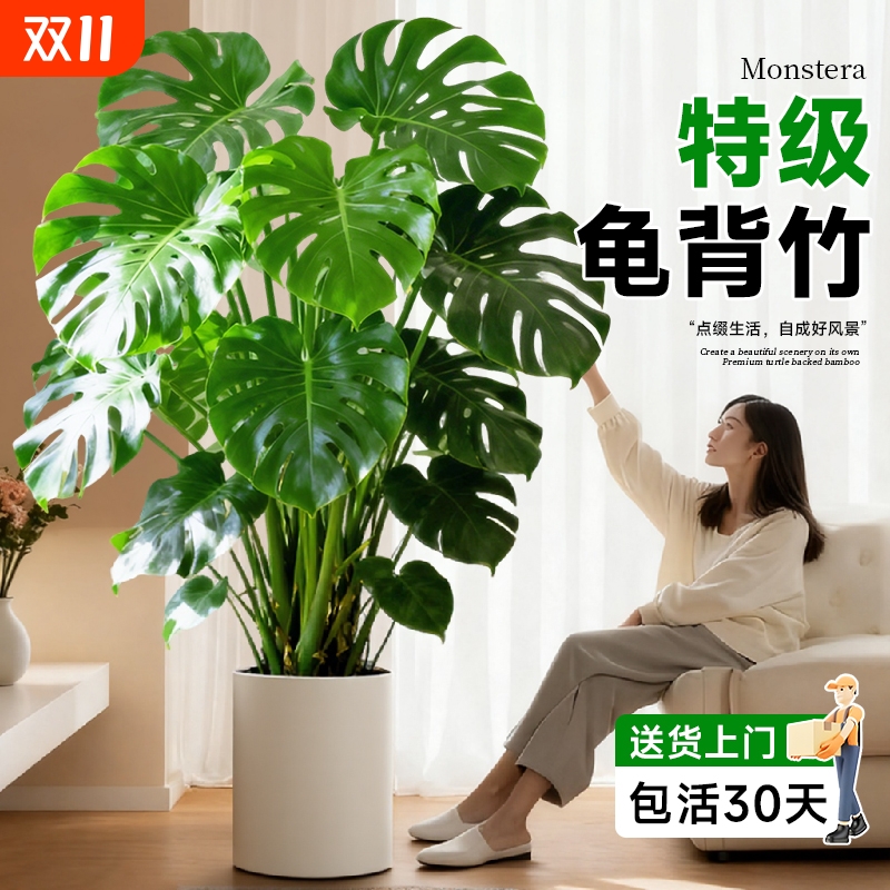 大叶老桩提根大盆栽客厅电视柜旁