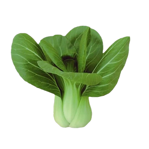 矮萁苏州籽四季耐热青梗菜种孑阳台盆栽矮脚黑叶油菜种子青菜种植