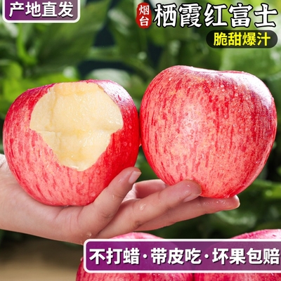 烟台栖霞红富士苹果脆甜爆汁