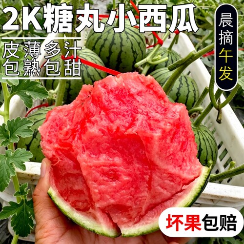 现摘2k西瓜新鲜网红小糖丸西瓜