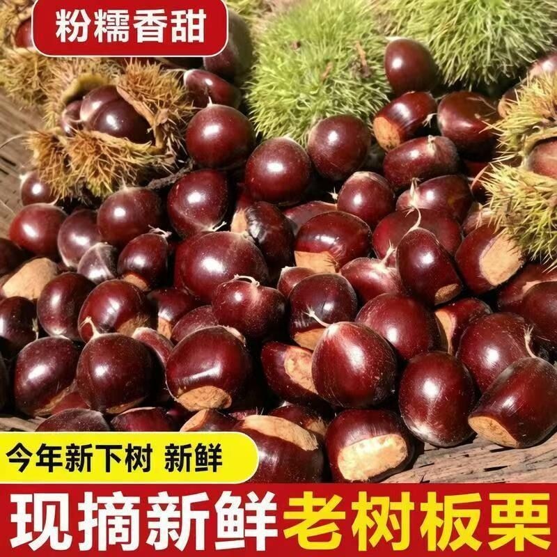 丹东野生板栗现摘新鲜栗子粉糯甘甜好剥壳生鲜栗子女性优选鲜果