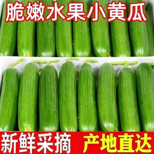 山东新鲜水果小黄瓜新鲜青瓜小黄瓜山东脆嫩清甜旱黄瓜当天直供