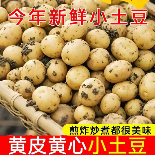 恩施小土豆现摘新鲜洋芋