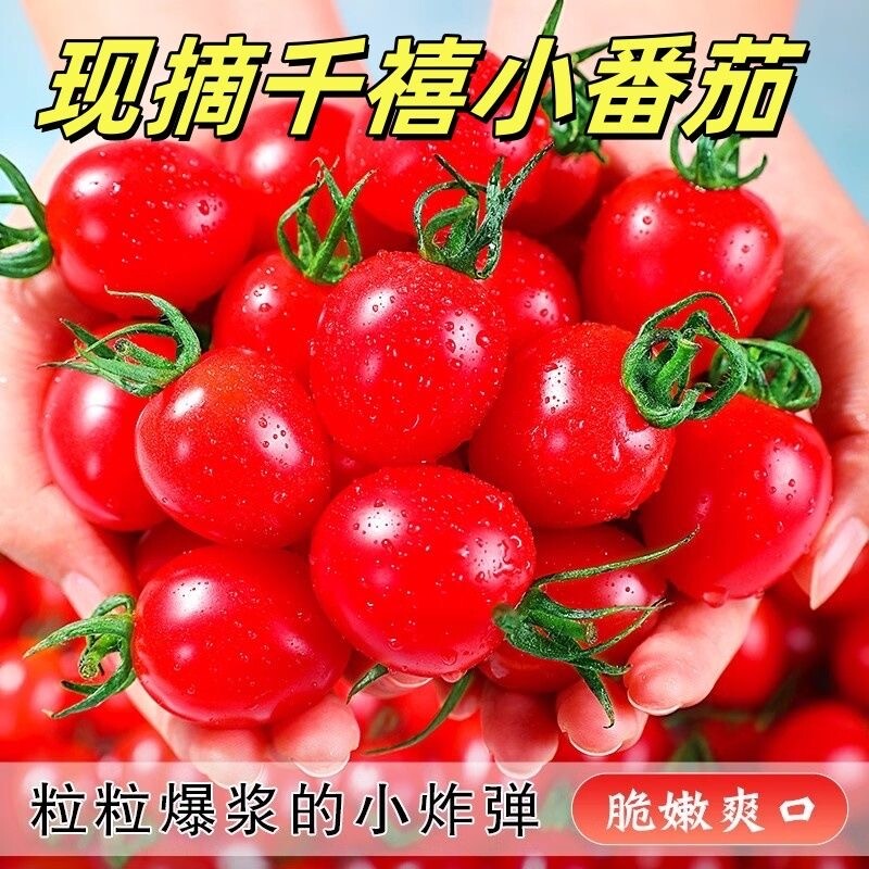 云南圣女果小番茄新鲜水果蔬菜当季现摘西红柿酸甜爆汁美味可口