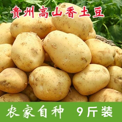2026贵州高山黄心土豆现挖马铃薯农家自种土特产新鲜散装