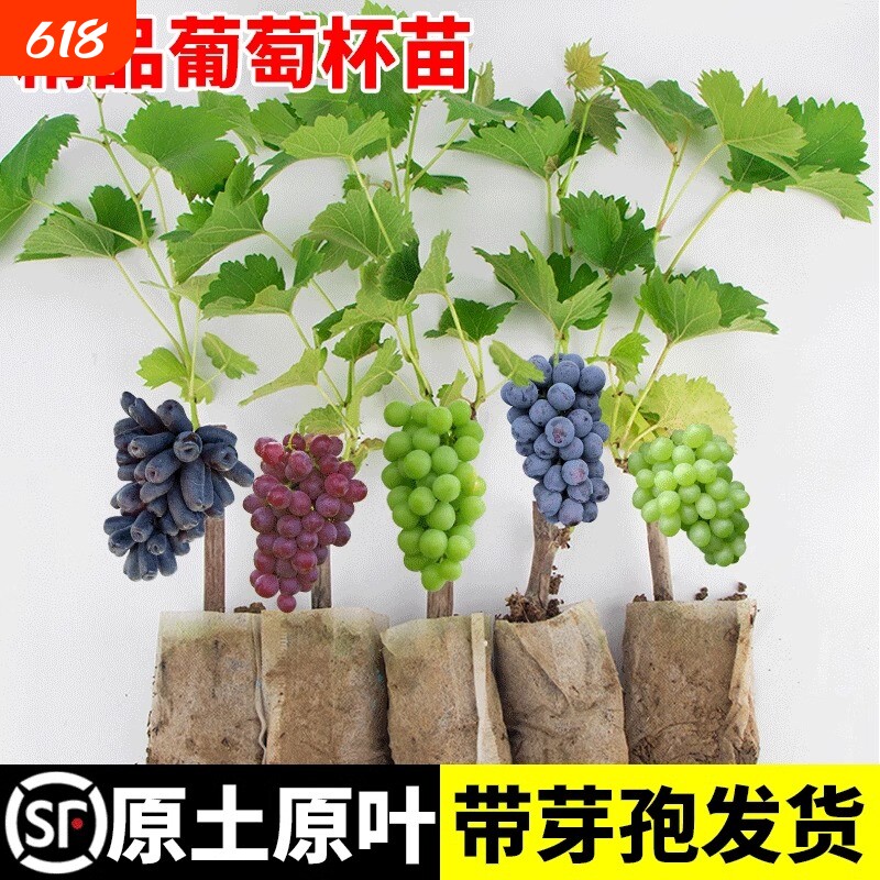 巨峰葡萄树苗阳光玫瑰大苗盆栽果树果苗四季种植院葡萄苗老桩结果