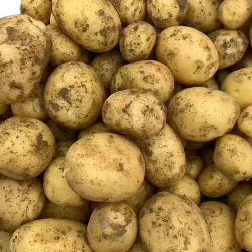 正宗云南新鲜现挖新土豆