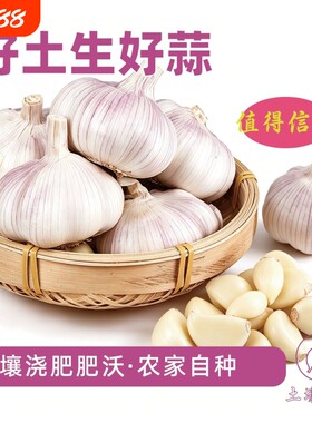 2026年新干蒜大蒜头山东紫白皮大蒜多瓣蒜农家种植可种可腌糖蒜