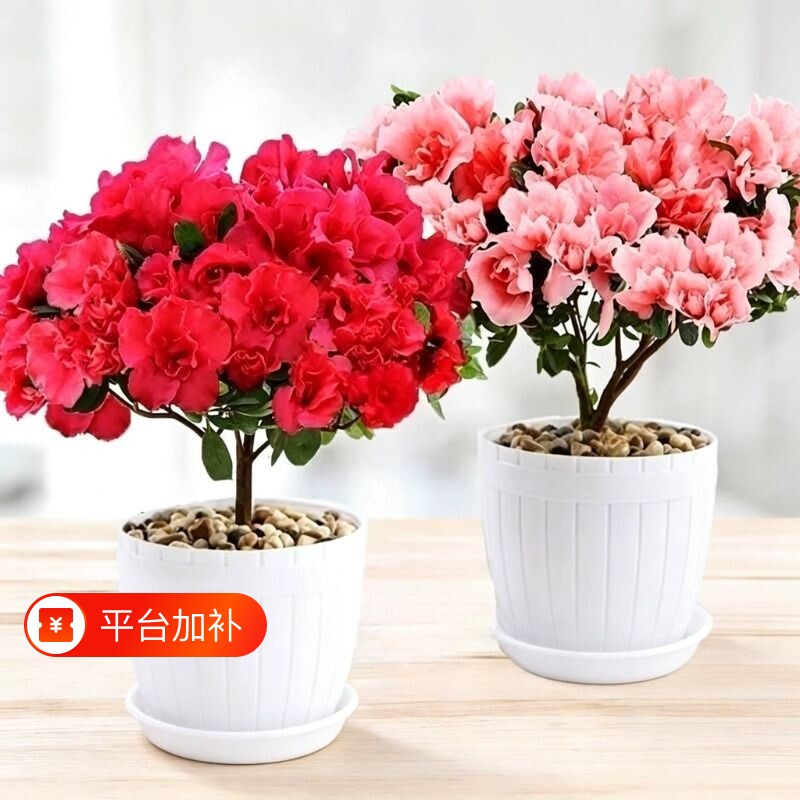 四季杜鹃花盆栽带花苞红杜鹃花树苗老桩长寿花卉室内客厅植物阳台
