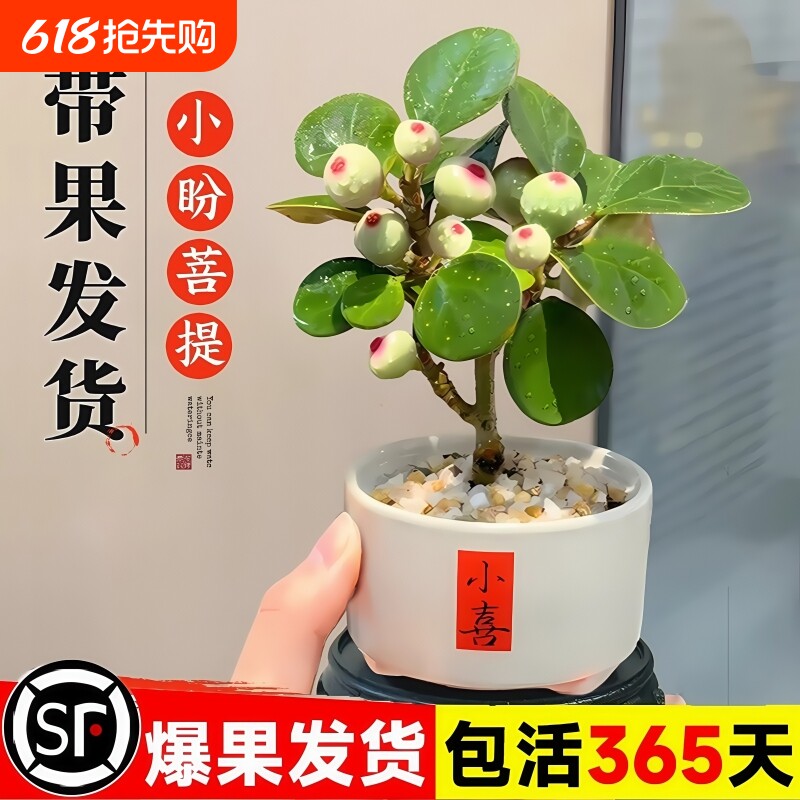 小盼菩提树盆栽室内绿植金叶盆景办公室花卉植物桌面摆件水培客厅