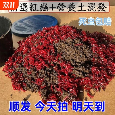 鲜活蚯蚓鱼饵垂钓鱼饵料鲫鱼鲤鱼