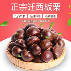 2025新货正宗迁西板栗生新鲜栗子生鲜迁西生栗子大油栗小唐山板粟