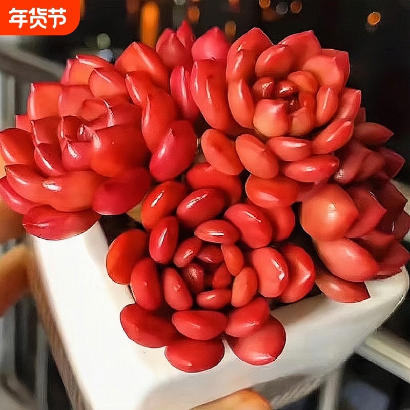 红宝石多头多肉绿植好养植物肉肉组合办公室盆栽创意花卉中国风