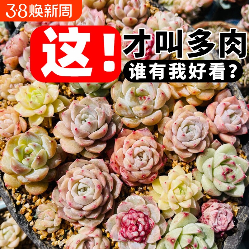 多肉植物含盆小盆栽好养组合玉露室内带土肉肉大颗株精品花卉绿植